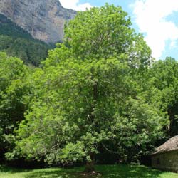 Fraxinus excelsior